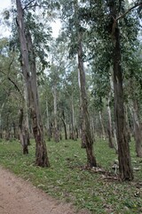 evocative image of tree trunks in the Mediterranean scrub in Sicily 
