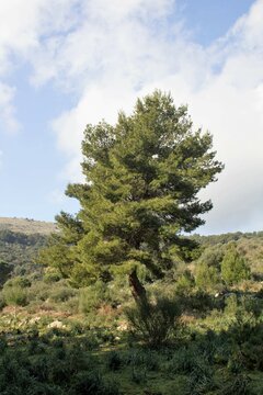 evocative image of a maritime pine in the Mediterranean scrub in Sicily 
