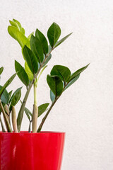 Nice red pot with several green zamioculca branches and new shoots