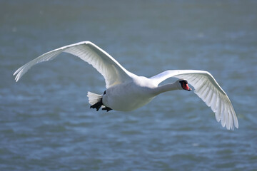 Mute swans resting swimming flapping and flying over by on freezing cold but sunny bright spring day in spring thaw