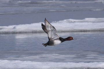 Redhead ducks during migration at large bird sanctuary on way from Western Canada to Northern Canada to breed in spring on ice and water bay