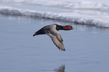 Redhead ducks during migration at large bird sanctuary on way from Western Canada to Northern...
