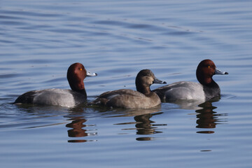 Redhead ducks during migration at large bird sanctuary on way from Western Canada to Northern Canada to breed in spring on ice and water bay
