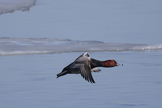 Redhead ducks during migration at large bird sanctuary on way from Western Canada to Northern Canada to breed in spring on ice and water bay