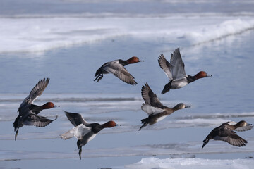 Redhead ducks during migration at large bird sanctuary on way from Western Canada to Northern Canada to breed in spring on ice and water bay