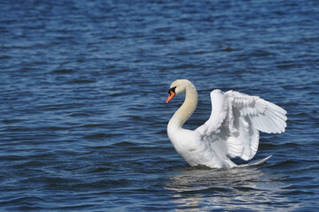 Mute swans resting swimming flapping and flying over by on freezing cold but sunny bright spring day in spring thaw