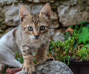 Cute kitten