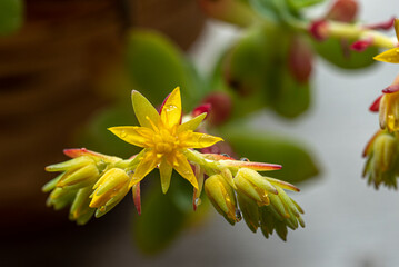 Echeveria pulvinata are easy to propagate by sucker separation or leaf cuttings. They do it preferably at the beginning of summer, keeping the cuttings warm
