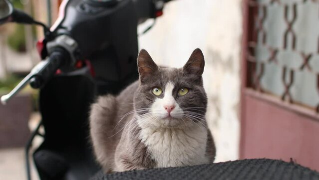 the cat is resting on the motorcycle seat on the city street.