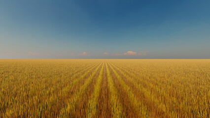 Fototapeta na wymiar Picturesque landscape clear blue sky and yellow field of grass