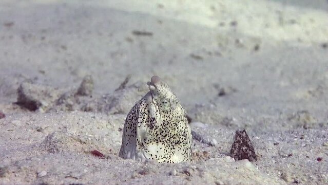 spotted snake eel hiding in sand at the Red Sea