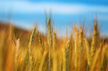 Close up of ripe wheat ears