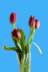 Bouquet of red tulips in a vase on a blue isolated background