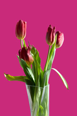 Bouquet of red tulips in a vase on a pink isolated background