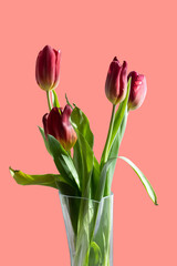 Bouquet of red tulips in a vase on a red isolated background