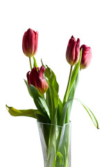 Bouquet of red tulips in a vase on a white isolated background