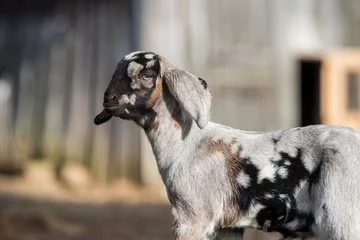 Fotobehang Small south african boer goat doeling portrait on nature © zanna_