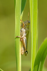 Grass Hopper