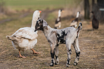 Small goat with white goose outside on the yard