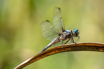 Dragonfly