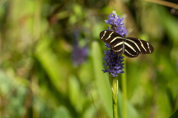 Zebra longwing on a pickerelweed flower
