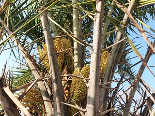 Silver date palm flowers.  Phoenix sylvestris  also known as silver date palm, Indian date, sugar...