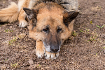 Sleeping german shepherd dog outdoor on ground