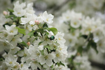 Background of white apple tree blossoms. High quality photo