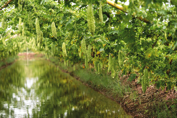 big bitter gourd or bitter cucumber hanging grown on wooden fence in a farm at sunny. Green background photo