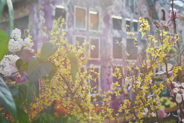 A forsythia branch in a haze of sunlight on the background of a Dutch-style house.