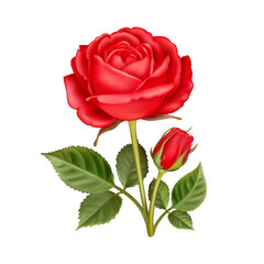 Beautiful flower of red rose with leaves isolated on a white background. Floral design element. Realistic 3D vector illustration of lovely rose - 491239444