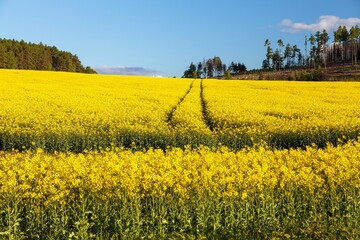 Field rapeseed canola colza Brassica Napus landscape