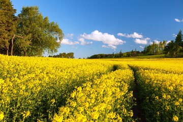 Obraz premium Field rapeseed canola colza Brassica Napus landscape