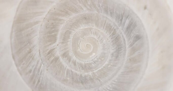 Rotating closeup of gastropod shell