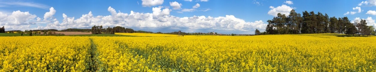 Fototapeta premium Rapeseed canola colza yellow field Brassica Napus