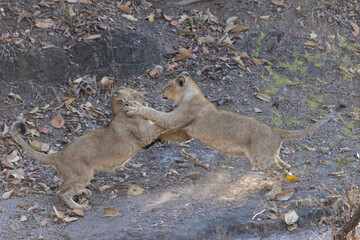 Asiatic lion cub fighting. Click at Gir National Park junagadh India)