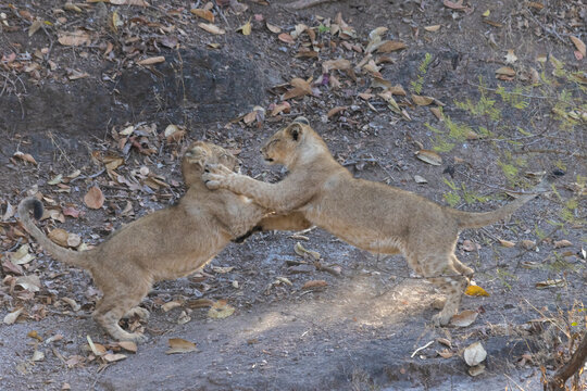 Asiatic lion cub fighting. Click at Gir National Park junagadh India)