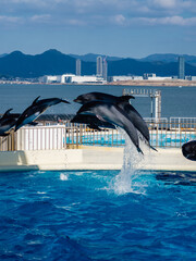イルカショーのジャンプ３