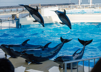 イルカショーのジャンプ２