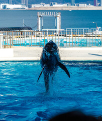 イルカショーのジャンプ