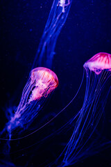 神秘的なクラゲ２