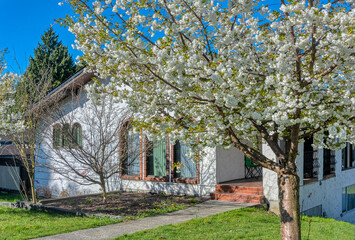 Blossoming tree in front of residential house on a spring season in Canada