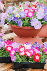 Petunia, Petunias in the tray,Petunia in the pot, multi-color flowers