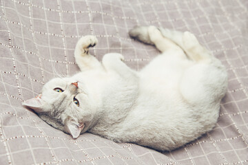 Fototapeta premium The cat lies in a funny position on the bed.