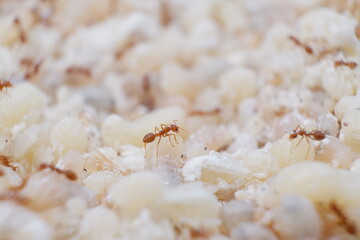 Red ant eggs in talcum powder