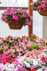 impatiens in potted, scientific name Impatiens walleriana flowers also called Balsam, flower bed of blossoms