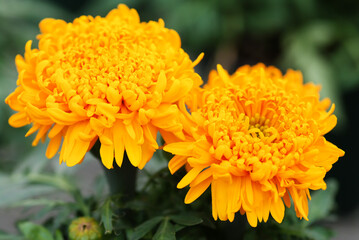 Marigolds Gold Color (Tagetes erecta, Mexican marigold)