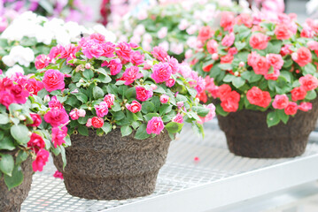 impatiens in potted, scientific name Impatiens walleriana flowers also called Balsam, flower bed of blossoms - obrazy, fototapety, plakaty