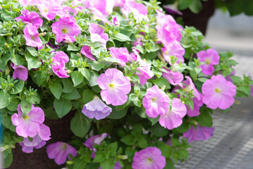 Petunia, Petunias in the tray,Petunia in the pot