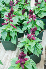 Purple Salvia Splendens, flower pot plants in the dark green tray
